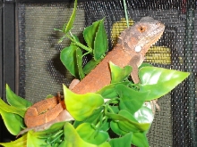 RED IGUANA