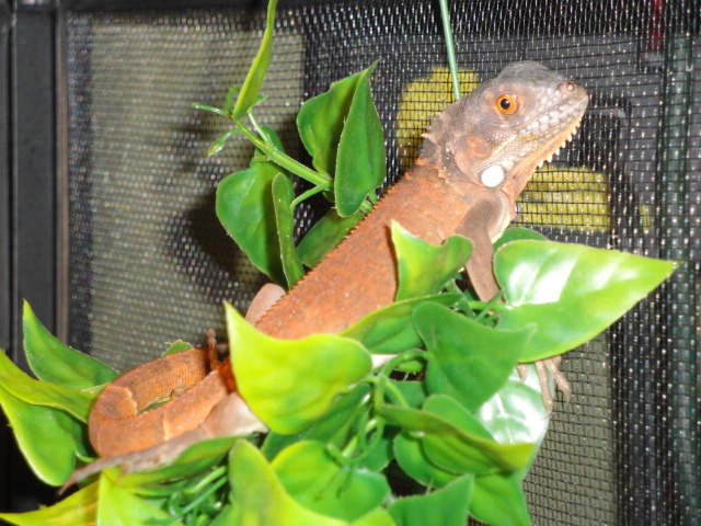 RED IGUANA