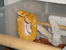 CHONDRO