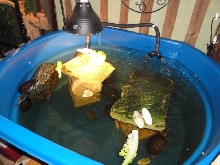 TURTLES