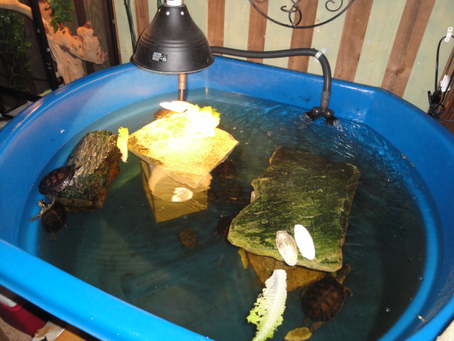 TURTLES
