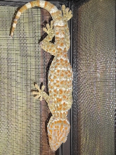 TOKAY