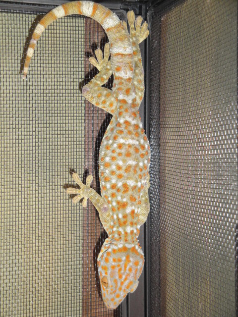 TOKAY