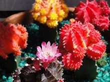 crazy cactus