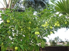 SCOTCH BONNET
