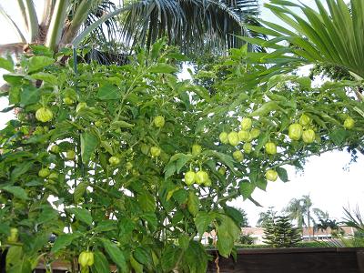SCOTCH BONNET