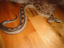 MOTLEY -FEMALE