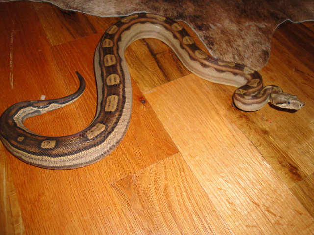 MOTLEY -FEMALE
