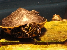 TURTLE RELAXIN'