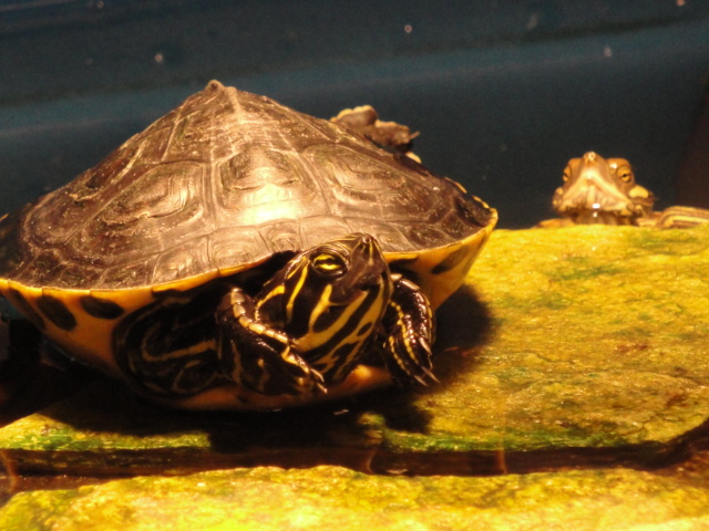 TURTLE RELAXIN'