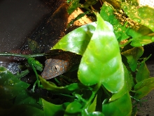 Tokay newb