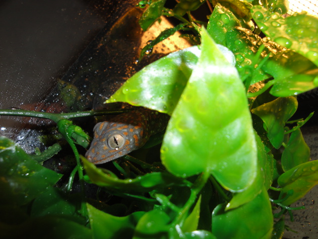 Tokay newb
