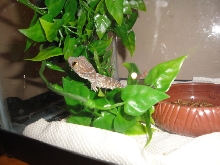 BABY TOKAY