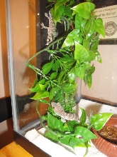 BABY TOKAY