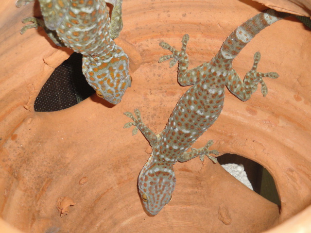 TOKAY