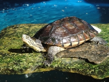 OKINAWA