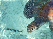 Turtle in Moorea