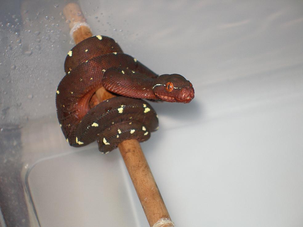 CHONDRO