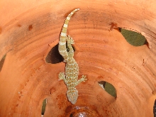TOKAY