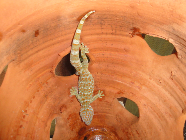 TOKAY