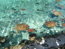 SEA TURT
