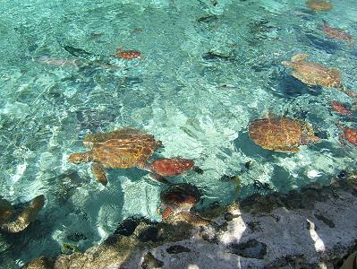 SEA TURT