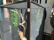 iguanas