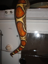 THE TAIL