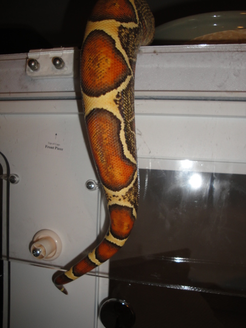 THE TAIL