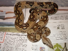BOA