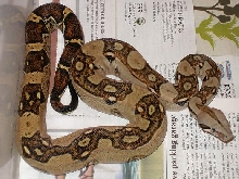 BOA