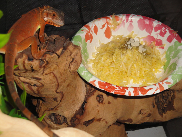 red iguana eating