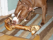 BONE