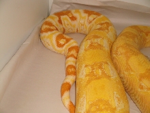 boa shedding