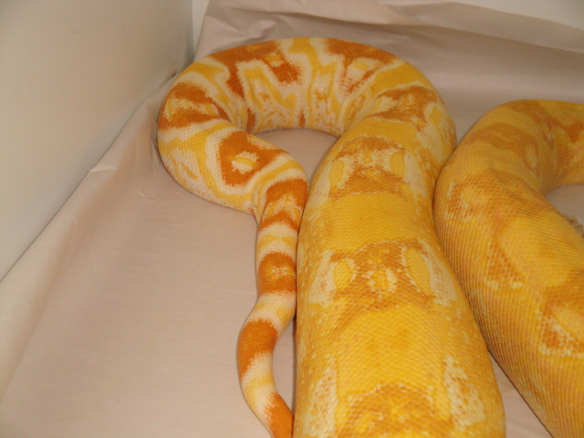 boa shedding