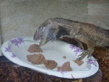 BTHROAT