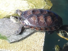 pond