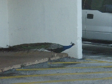 PEACOCK