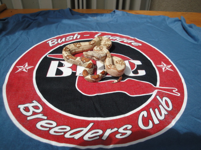 BLBC