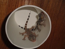 FEEDING TOKAY