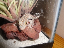TOKAY