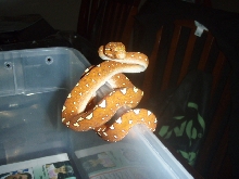 chondro