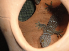 TOKAY