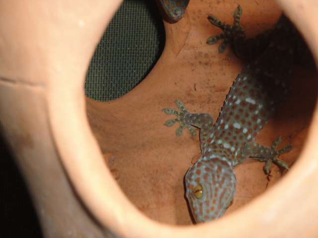 TOKAY