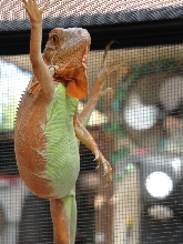 iggy