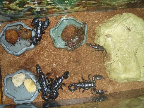 SCORPIONS