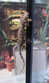 tokay