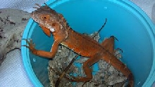 RED IGUANA
