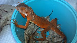 RED IGUANA