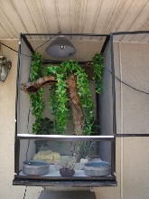 IGUANA CAGE
